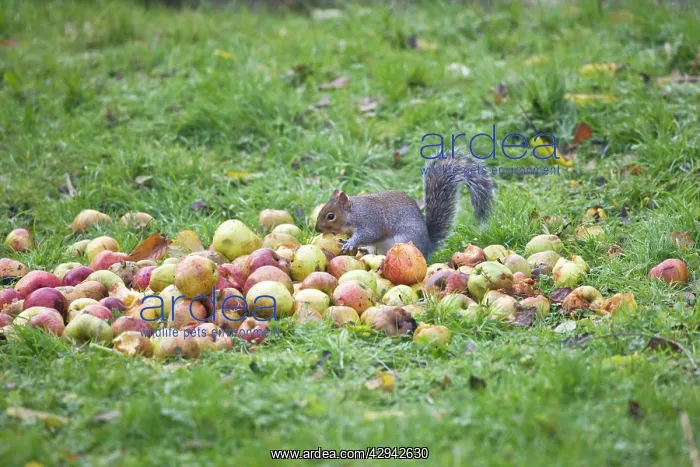: Grey Squirrel eating apples : Grey Squirrel eating apples