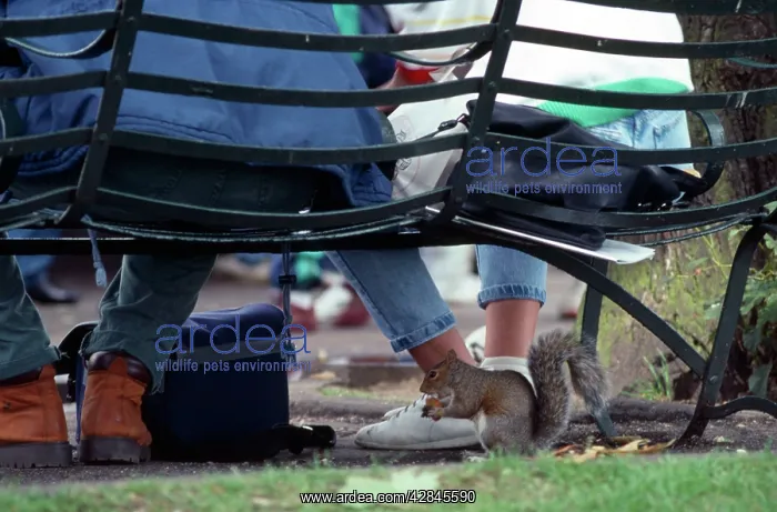 : Grey Squirrel - eating beneath bench : Grey Squirrel - eating beneath bench