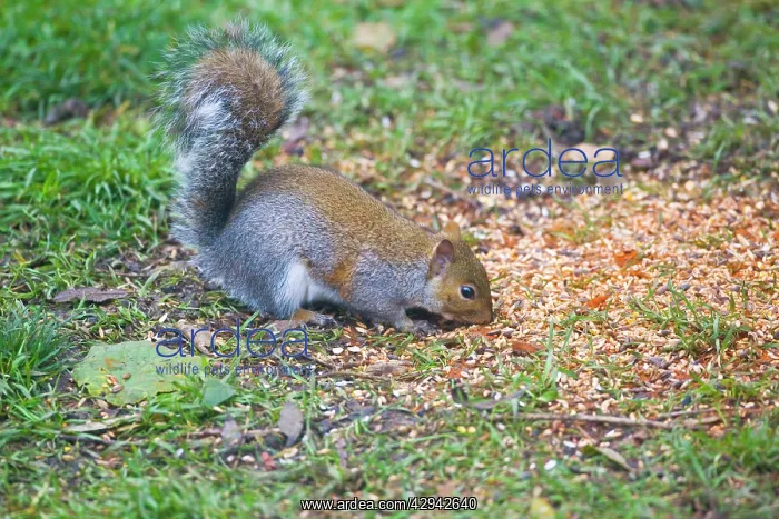 : Grey Squirrel - eating chilli covered bird seed : Grey Squirrel - eating chilli covered bird seed