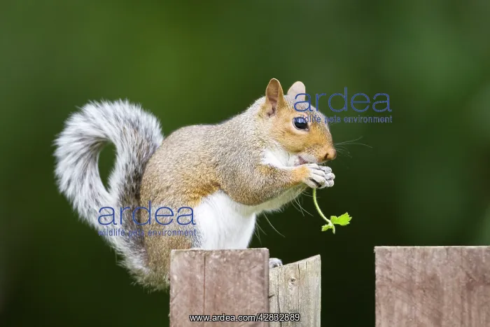  : Grey Squirrel eating on wooden fence and holding
