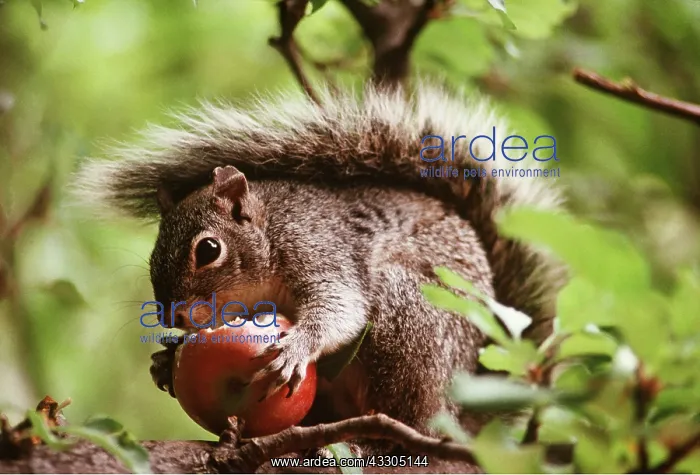 : GREY SQUIRREL - eats apple : GREY SQUIRREL - eats apple