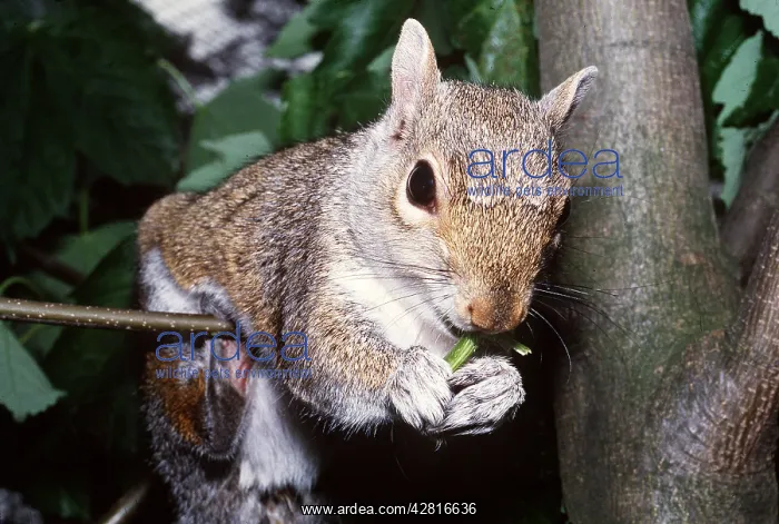 : GREY SQUIRREL - Eats leaf stalk of sycamore : GREY SQUIRREL - Eats leaf stalk of sycamore