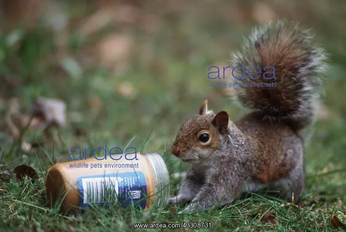: GREY SQUIRREL - Eats peanut butter : GREY SQUIRREL - Eats peanut butter
