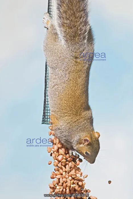 : Grey squirrel - empties peanut feeder : Grey squirrel - empties peanut feeder