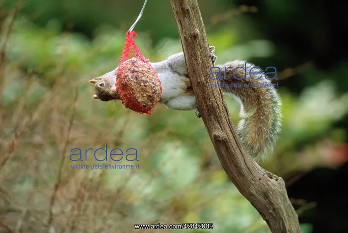  : Grey SQUIRREL - on fatball