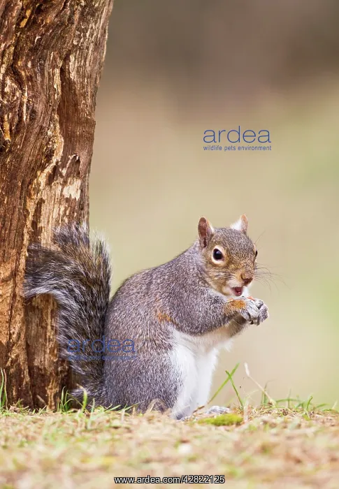 : Grey Squirrel - feeding at base of tree : Grey Squirrel - feeding at base of tree