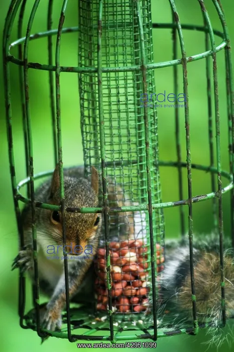  : Grey Squirrel - feeding inside squirrel proof