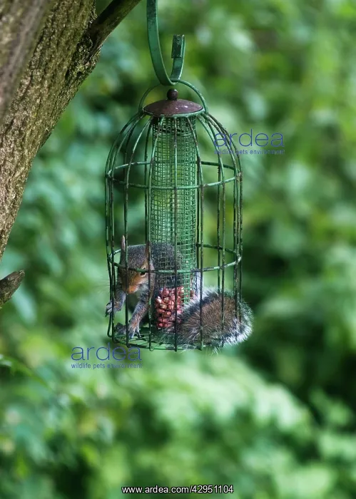 : Grey Squirrel - feeding inside squirrel proof : Grey Squirrel - feeding inside squirrel proof