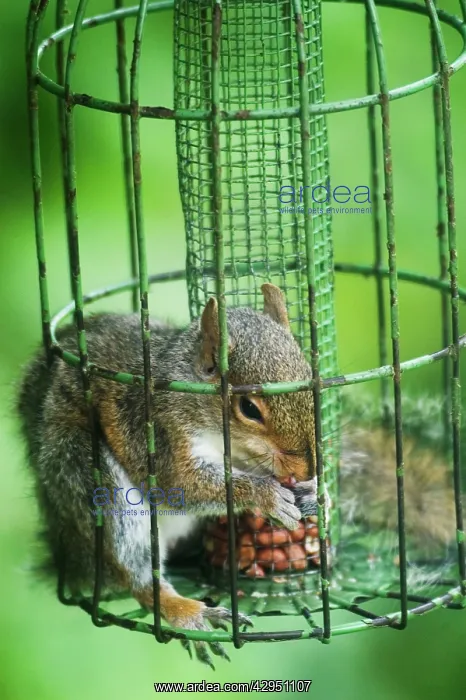 : Grey Squirrel - feeding inside squirrel proof : Grey Squirrel - feeding inside squirrel proof