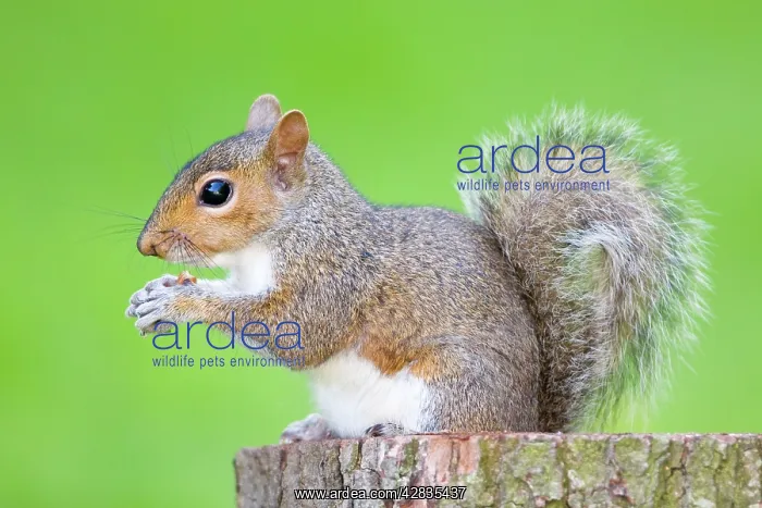 : Grey Squirrel - feeding on nuts : Grey Squirrel - feeding on nuts