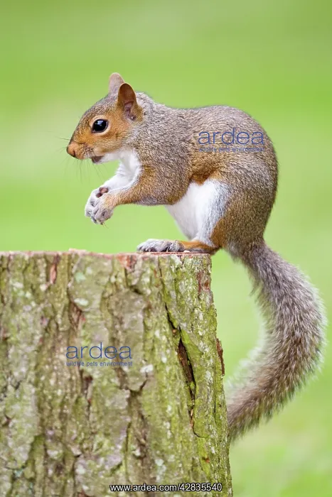 : Grey Squirrel - feeding on nuts : Grey Squirrel - feeding on nuts