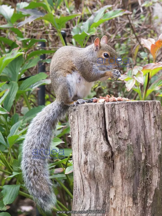 : Grey Squirrel - feeding in urban garden - Birmingham UK : Grey Squirrel - feeding in urban garden - Birmingham UK