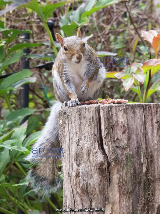 : Grey Squirrel - feeding in urban garden - Birmingham UK : Grey Squirrel - feeding in urban garden - Birmingham UK