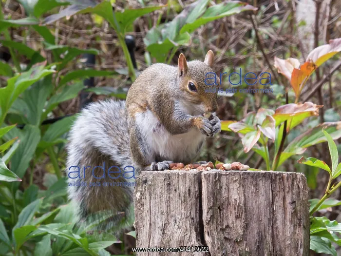 : Grey Squirrel - feeding in urban garden - Birmingham UK : Grey Squirrel - feeding in urban garden - Birmingham UK