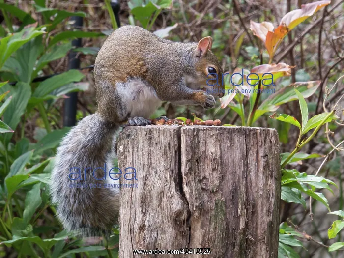 : Grey Squirrel - feeding in urban garden - Birmingham UK : Grey Squirrel - feeding in urban garden - Birmingham UK