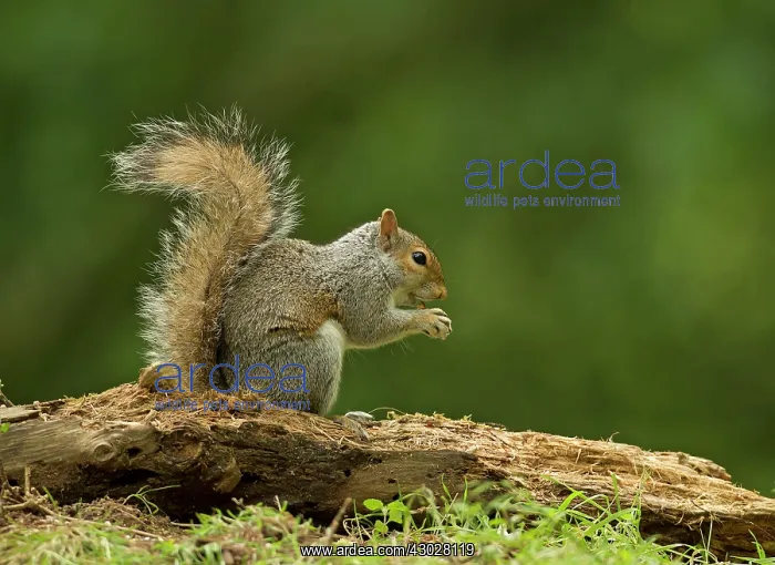 : Grey Squirrel feeding in woodland June Cannock Chase : Grey Squirrel feeding in woodland June Cannock Chase