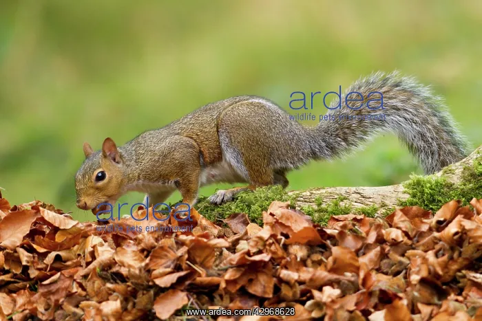 : Grey Squirrel - finding acorn amongst autumn leaves : Grey Squirrel - finding acorn amongst autumn leaves
