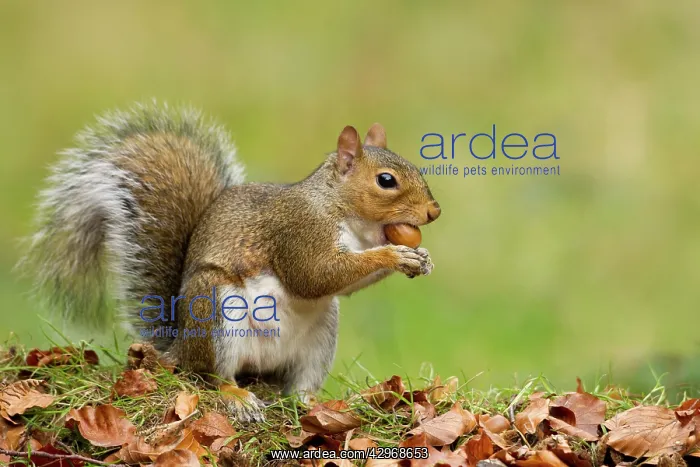 : Grey Squirrel - finding acorn amongst autumn leaves : Grey Squirrel - finding acorn amongst autumn leaves