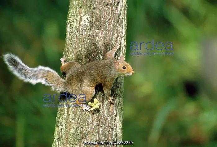 : Grey SQUIRREL - flicking tail : Grey SQUIRREL - flicking tail