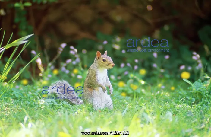 : Grey Squirrel - among flowers in garden : Grey Squirrel - among flowers in garden