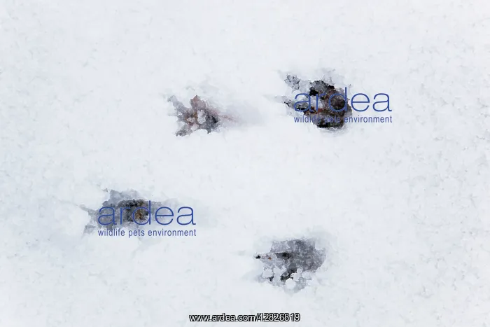 : Grey Squirrel footprints - snow : Grey Squirrel footprints - snow