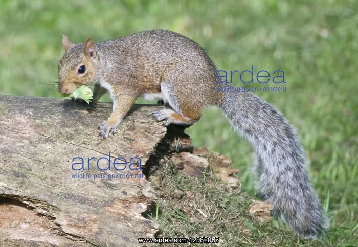 : Grey Squirrel - gathering hazelnuts for its winter larder : Grey Squirrel - gathering hazelnuts for its winter larder