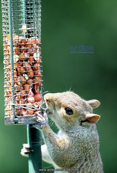 : Grey SQUIRREL - Gnawing at damaged bird feeder : Grey SQUIRREL - Gnawing at damaged bird feeder
