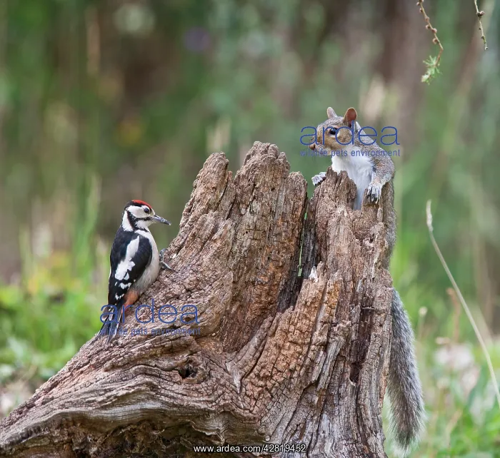 : Grey Squirrel - and Great Spotted Woodpecker (Dendrocopos : Grey Squirrel - and Great Spotted Woodpecker (Dendrocopos