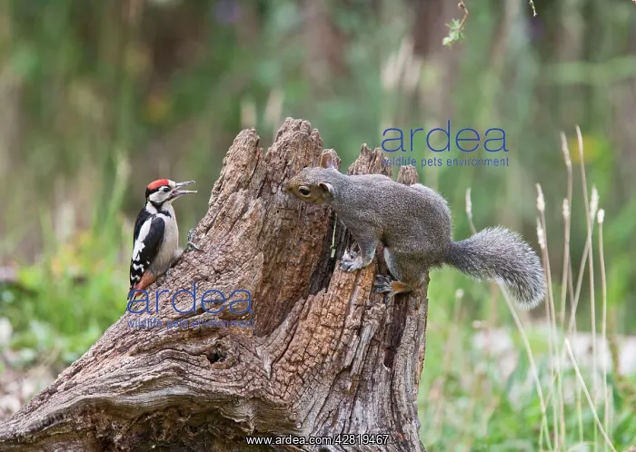 : Grey Squirrel - and Great Spotted Woodpecker (Dendrocopos : Grey Squirrel - and Great Spotted Woodpecker (Dendrocopos