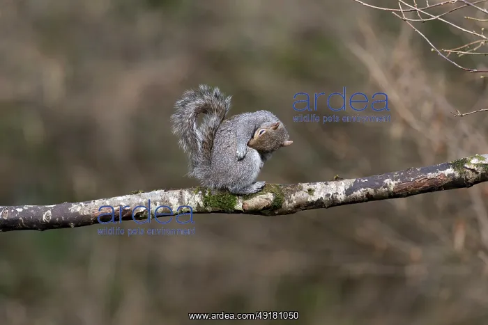 : Grey Squirrel - Grooming - UK : Grey Squirrel - Grooming - UK