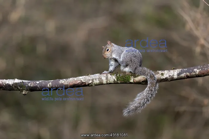 : Grey Squirrel - Grooming - UK : Grey Squirrel - Grooming - UK