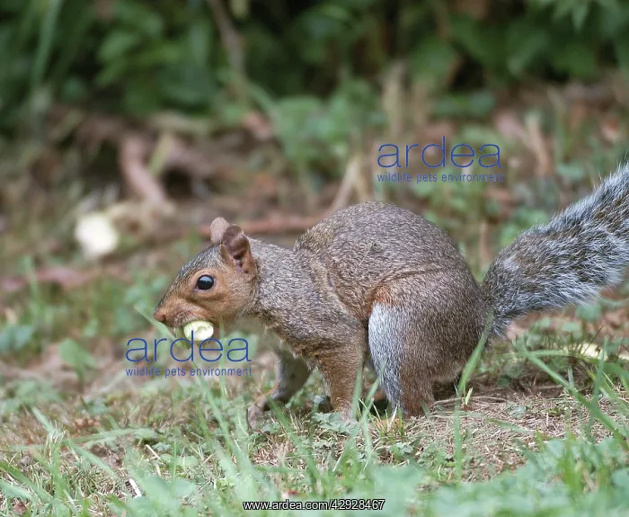: Grey Squirrel - on ground with hazelnut in mouth : Grey Squirrel - on ground with hazelnut in mouth