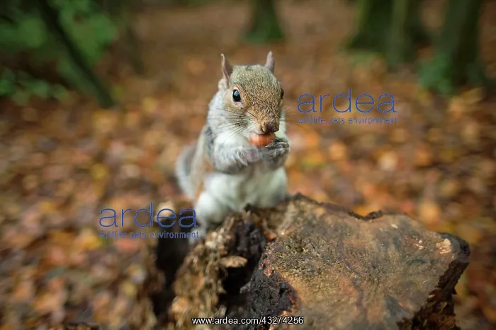 : Grey Squirrel - with Hazelnut : Grey Squirrel - with Hazelnut