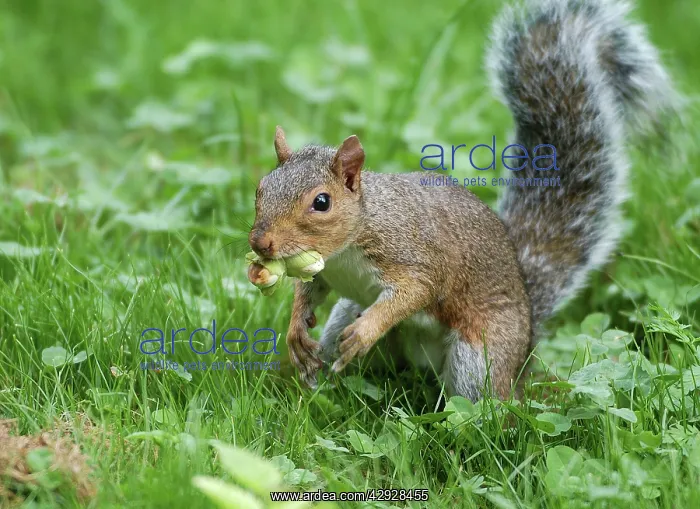 : Grey Squirrel - with hazelnut in mouth : Grey Squirrel - with hazelnut in mouth