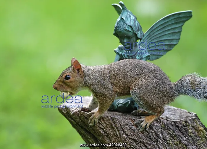  : Grey Squirrel - with Hazelnut in mouth, in front