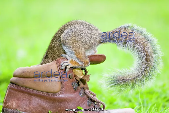 : Grey Squirrel - Investigating interior of old boot : Grey Squirrel - Investigating interior of old boot