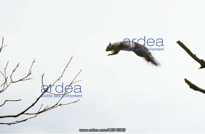 : GREY SQUIRREL - jumping : GREY SQUIRREL - jumping
