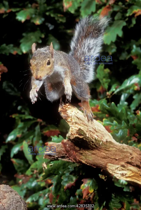 : Grey Squirrel - jumping : Grey Squirrel - jumping