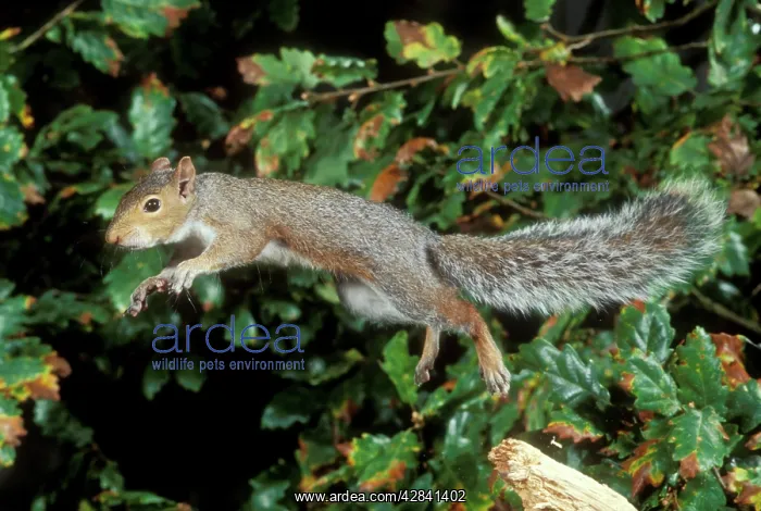 : Grey SQUIRREL - jumping : Grey SQUIRREL - jumping