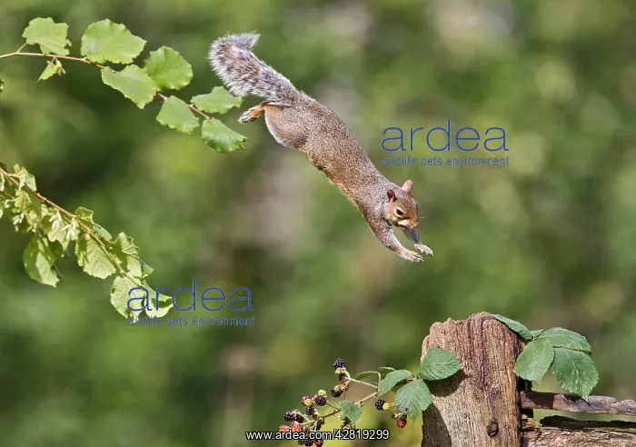 : Grey Squirrel - jumping to gate post : Grey Squirrel - jumping to gate post