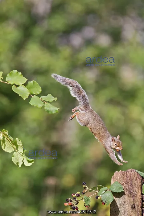 : Grey Squirrel - jumping to gate post - with food in mouth : Grey Squirrel - jumping to gate post - with food in mouth