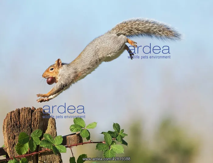  : Grey Squirrel - jumping to gate post - with nut in mouth
