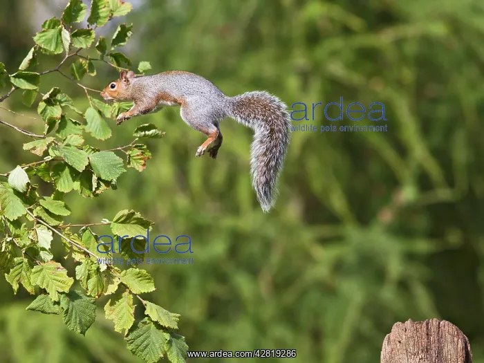 : Grey Squirrel - jumping to hazel bush : Grey Squirrel - jumping to hazel bush