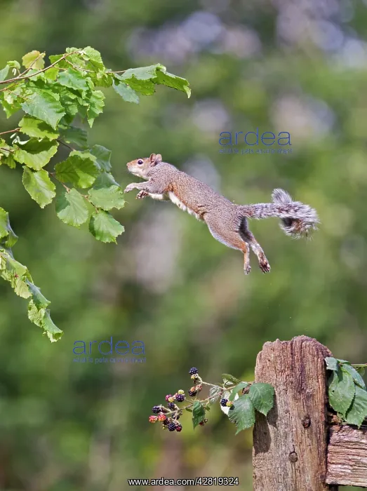 : Grey Squirrel - jumping from hazel bush : Grey Squirrel - jumping from hazel bush