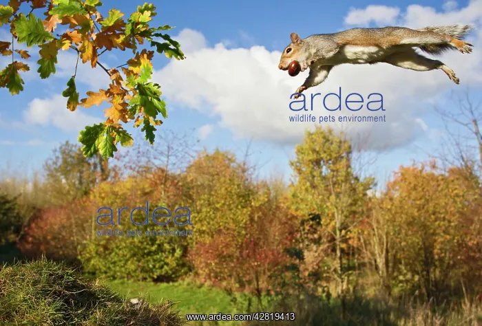 : Grey Squirrel - jumping in mid-air - with nut in : Grey Squirrel - jumping in mid-air - with nut in