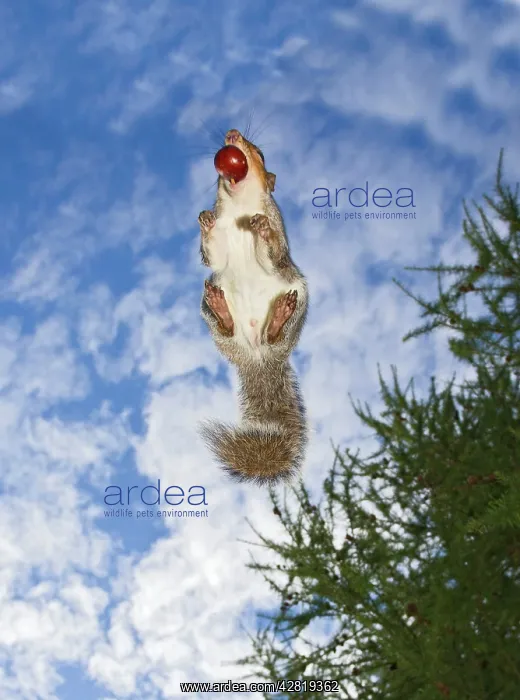 : Grey Squirrel - jumping in mid-air - with nut in mouth : Grey Squirrel - jumping in mid-air - with nut in mouth