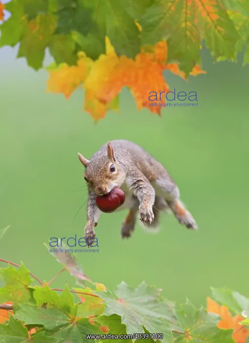 : Grey Squirrel - jumping in mid-air - with nut in mouth : Grey Squirrel - jumping in mid-air - with nut in mouth