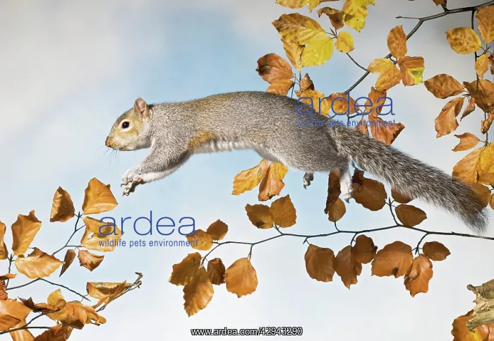 : Grey squirrel - jumping side view : Grey squirrel - jumping side view