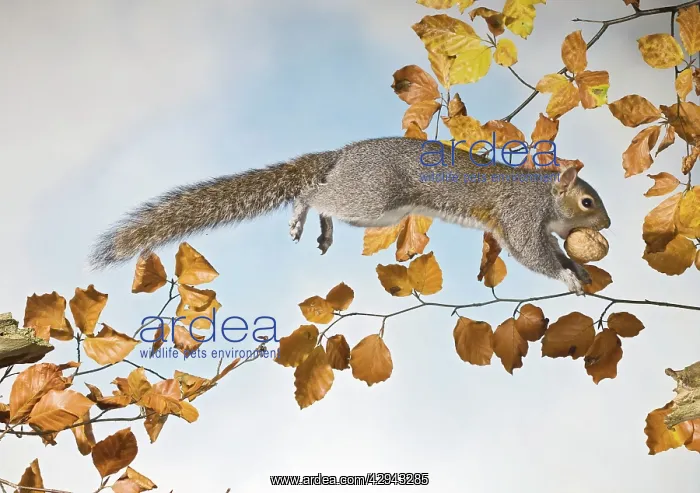 : Grey squirrel - jumping with walnut side view : Grey squirrel - jumping with walnut side view