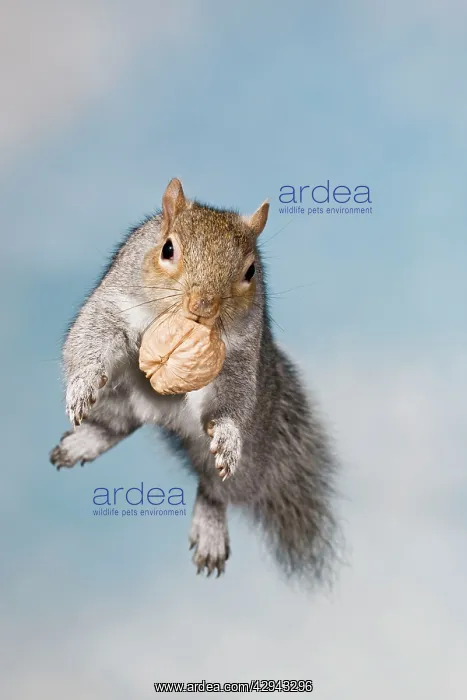 : Grey squirrel - jumping with walnut front view : Grey squirrel - jumping with walnut front view